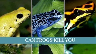 Can frogs kill you || Can poisonous frogs kill you? || Can frog kill you?