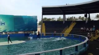 Miami Seaquarium Killer Whale Show