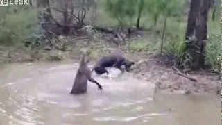 Shocking Moment Kangaroo Tries To Drown A Dog