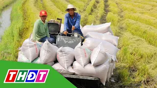 Giá lúa gạo neo cao, thị trường sôi động | THDT