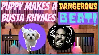 SUPER CUTE Puppy Makes A Busta Rhymes Beat | Dog Playing Drums | Finger Drumming | Dangerous