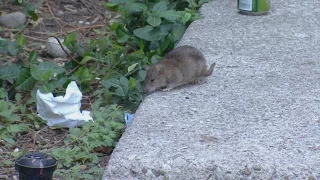 Rats on the rise in Toronto