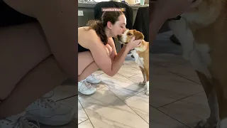dog demands kisses before owner leaves!