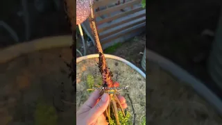 Harvesting carrots is always a surprise...