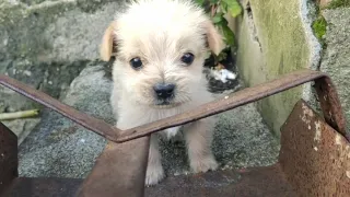 Abandoned Puppy Shivering In Cold Wind, Misses Mom's Arms