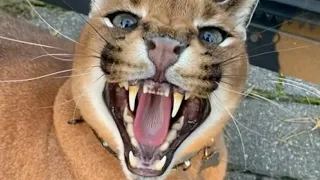 Caracal Pumba Hissing Compilation : Floppa