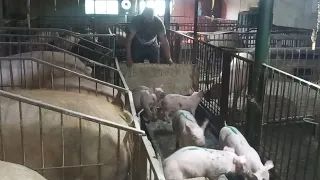 Біда, даже малих свиней пустимо на мясо❗️ Закази на мясо і копчення по адекватній ціні❗️