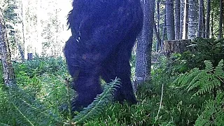 HUGE PREDATOR WALKS ON HIDDEN TRAIL-CAM!