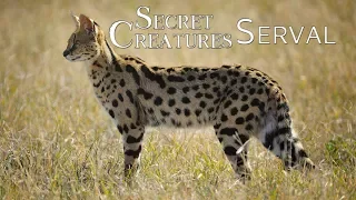 🐾 The Elusive Serval: Africa's Lesser-Known Spotted Cat 🐆 | Wildlife Conservation