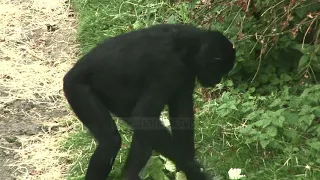 Top Channel/ Afrimitet i tepruar me shimpazenë, gruas i ndalohet hyrja në kopshtin zoologjik!