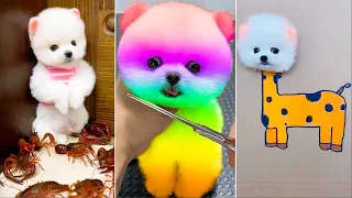 Cute Pomeranian Puppies Doing Funny Things #21 🐶😅 Cute and Funny Dogs 2024