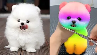 Cute Mini Pomeranian || Funny and Cute Dog Video compilation 2021