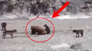 Медведица не в силах была защитить медвежат от стаи голодных хищников, пока не появился он