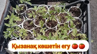 Қызанақ көшетін далаға егу