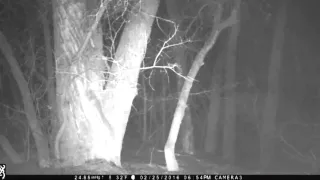 Bigfoot Sighting caught on Browning Spec Ops HD Trail Camera Breakdown