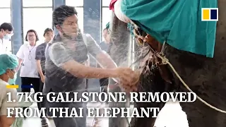 Veterinarians extract 1.7kg gallstone from elephant in Thailand