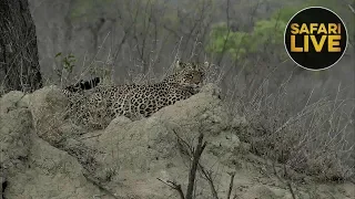 safariLIVE - Sunrise Safari - October 22, 2018