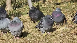 pigeon