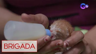 Mag-asawa, aabot na sa 17 na pusang ligaw ang na-rescue! | Brigada