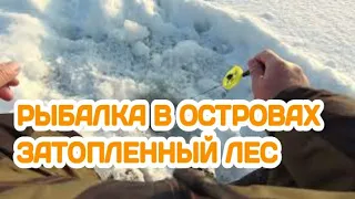 БЕЗМОТЫЛКА. ПОИСК КРУПНОГО ОКУНЯ СРЕДИ КОРЯГ | ЛОВЛЯ ПЛОТВЫ НА БЕЗМОТЫЛКУ