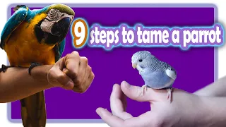 Taming a parrot:How to Bond With and Tame Your Parrot | Gaining the Trust of a New Bird