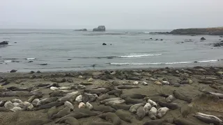 Elephant Seals | Vista Point, San Simeon, CA