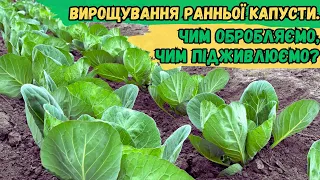 Вирощування ранньої капусти. Чим обробляємо, чим підживлюємо?