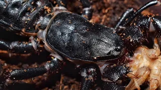 Feeding Clubber Lang. Giant vinegaroon.