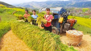 Phuong & Nhat Harvesting Rice To Earn a Living, Working hard every day | Tiểu Vân Daily Life