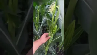 Огляд кукурудзи ВНІС ВН 6763
