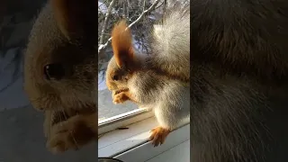 Дусенька пришла поесть#nature#squirrel#белка#animals