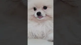 3 Month Old Pomeranian Spitz Puppy First Grooming | Look How Sweet He Is!