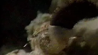 Sea Snail Eating Sea Cucumber