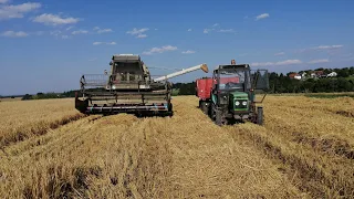 Žně pšenice a ječmenů, e512 v akci, zetor 8011, new holland cx8.90 ,claas lexion a John D**r