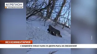 С КОШКОЙ В ЗУБАХ УШЛА СО ДВОРА РЫСЬ НА ОКЕАНСКОЙ • БЕЗ КОММЕНТАРИЕВ