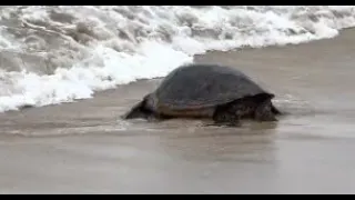 Green Sea Turtles Honu, Hawaii