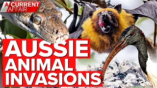 Snake, bat and ibis invasions causing chaos | Compilation | A Current Affair