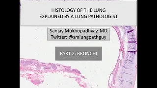 Histology of the lung explained by a lung pathologist. Part 2: bronchi