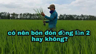 Có nên bón phân đón đòng lần 2 cho lúa đài thơm 8 không?Thanhdotv