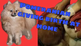 Pomeranian dog giving birth at home