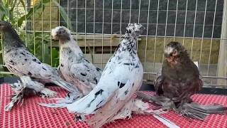 Узбекские двухчубые Голуби Кептерлер Pigeons