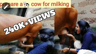 indian cow milking by hand /it's not easy to milk a cow by hand