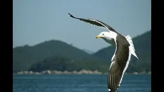 A Gaivota - Léo Canhoto e Robertinho