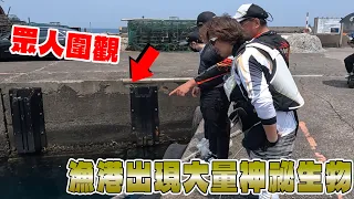 漁港發現 大批不明生物 引發群眾圍觀 野柳漁港 暗影傳說 【漁樂爽報】Fishing Fun NEWS EP160  #釣魚 #钓鱼 #北部釣點