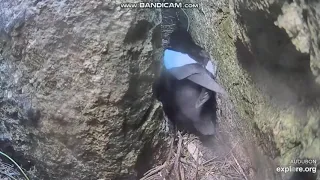 The 2nd Black Guillemot egg hatched!  Watch closely as the egg cracks!  EXPLORE.org  June 29, 2021