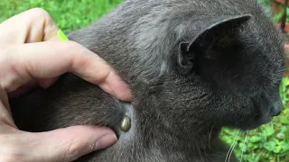 Fat Tick removed from Fat Cat.