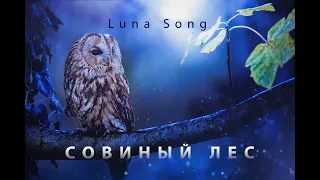 Owl Forest the atmosphere of the night forest for deep sleep | Singing of owls to calm the nerves