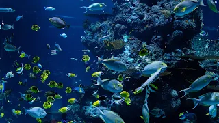 Savoy Sharm El Sheikh-Red Sea Snorkeling,Colar Reef