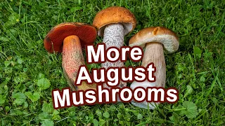 Mushroom Hunting - August 2022 - Boletus edulis | Cep | King bolete | Funghi Porcini | Scarletina