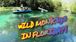 Silver Springs, Florida: Jet Ski Adventure with Manatees and Wild Monkeys